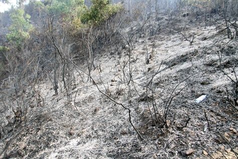Diện tích rừng giảm do những đám cháy như thế này.